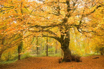 Fototapeta na wymiar Autumn Oak