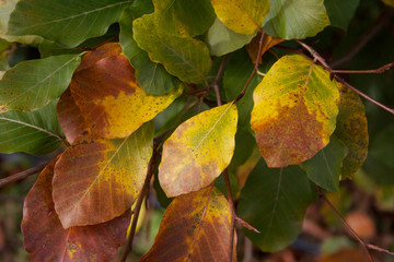 Yellow leaves on branch. Autumn in the garden
