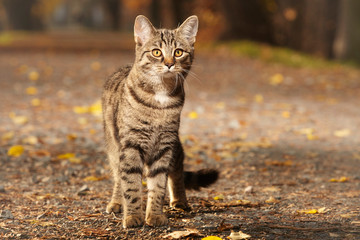 Naklejka premium Pretty young six months old tabby cat on park way