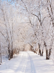 Obraz premium Trees in the frost. Winter snow. Russian winter nature. Russia, Ural, Perm region