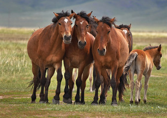 Group portrait of horses on a pasture.