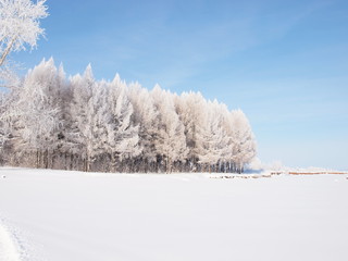 Trees in the frost. Winter snow. Russian winter nature. Russia, Ural, Perm region