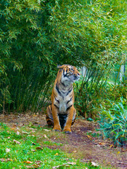 Tiger on a background of green vegetation. Poland. Wroclaw Zoo. Image for thematic sites, photo wallpaper, desktop background.