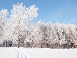 Trees in the frost. Winter snow. Russian winter nature. Russia, Ural, Perm region