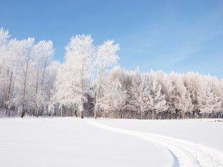 Trees in the frost. Winter snow. Russian winter nature. Russia, Ural, Perm region