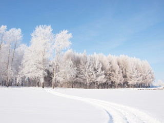 Trees in the frost. Winter snow. Russian winter nature. Russia, Ural, Perm region