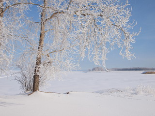 Trees in the frost. Winter snow. Russian winter nature. Russia, Ural, Perm region