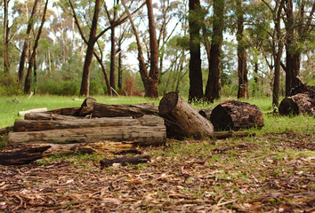 Abandoned chopped logs