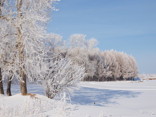 Trees in the frost. Winter snow. Russian winter nature. Russia, Ural, Perm region