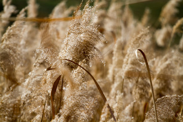 close up of reed