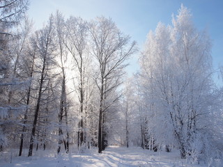 Trees in the frost. Winter snow. Russian winter nature. Russia, Ural, Perm region
