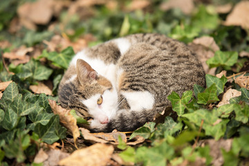 Cat resting in the nature