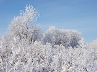 Trees in the frost. Winter snow. Russian winter nature. Russia, Ural, Perm region