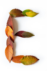 Letter E of colorful autumn leaves. Character E mades of fall foliage. Autumnal design font concept. Seasonal decorative beautiful type mades from multi-colored leaves. 