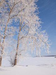 Trees in the frost. Winter snow. Russian winter nature. Russia, Ural, Perm region