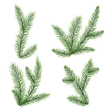 Set of fir branches