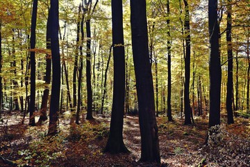 Fototapeta premium Herbstwald im Spessart