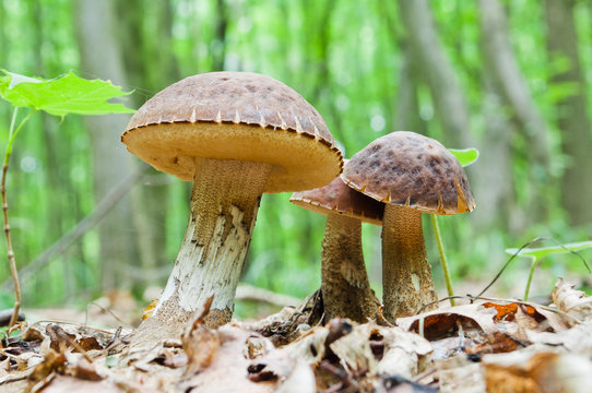A group of edible brown  mushrooms (Leccinum scabrum) grow in the woods
