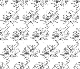 seamless pattern Lambis spider conch Chicoreus aculeatus, large sea snail Unique shells, molluscs Gastropoda. Sketch black contour on white background. Vector