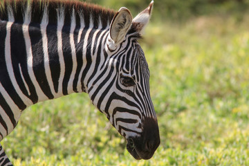 Fototapeta na wymiar Zebra close-up