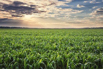 Field of corn at sunset