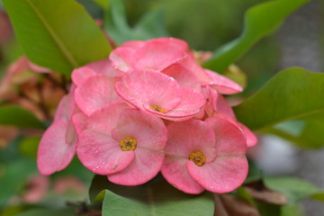 Fototapeta premium Beautiful pink of Poi Sian flowers with leaf green around.