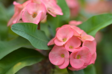 Beautiful pink of Poi Sian flowers with leaf green around.