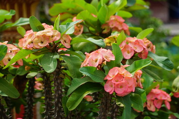 Obraz premium Beautiful pink of Poi Sian flowers with leaf green around.