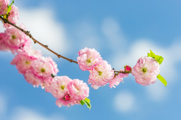 Obraz premium pink Sakura flowers close-up