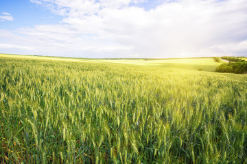 Field with green ears of wheat under bright sun - 232259182