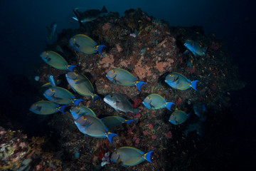 Obraz premium Surgeon fish schooling