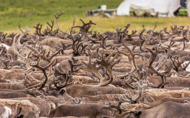 Large herd of reindeer close up, Yamal, Russia