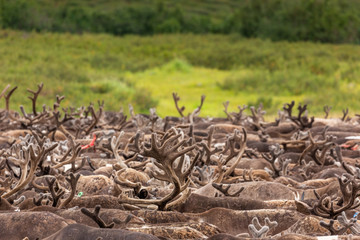Large herd of reindeer close up, Yamal, Russia