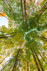 Deciduous trees in autumn, bottom view