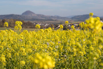 Senffeld bei Rechberghausen