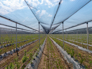 Intensive gardens plant on the field. The beds of blueberries seedlings, the blue sky through the protection netting of orchard   - Powered by Adobe