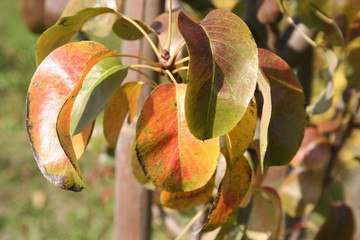 Williams Pear tree with yellow leaves in autumn. Detail of Pyrus communis in the orchard
