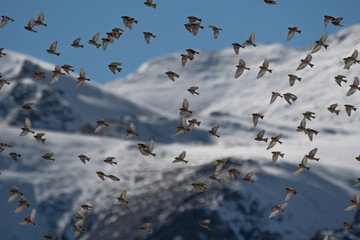 Flock of Black-winged snowfinch