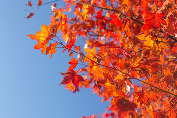 Red and yellow and green maple leaf the maple tree with bluesky background, taken from korea.