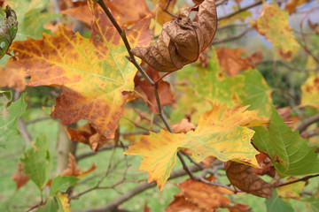 Platanus acerifolia. Plane tree in autumn with yellow and brown leaves   © saratm