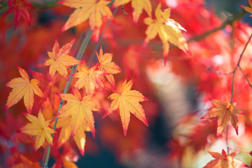 Fototapeta na wymiar Red and yellow and green maple leaf the maple tree with bluesky background, taken from korea.