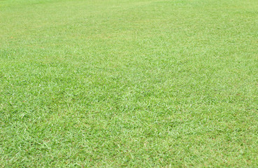 Green grass background