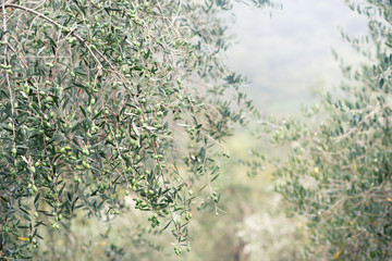 Olive trees in fog morning. Olive trees garden. Mediterranean olive field ready for harvest. Italian olive's grove with ripe fresh olives. Fresh olives. Olive farm.
