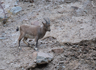 Ibex in karkoram  range