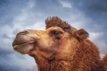 Portrait of an animal, camel.