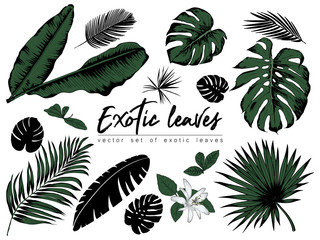 Fototapeta na wymiar Tropical leaves collection. Vector isolated elements on the white background.
