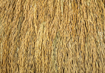 Patterns of seed paddy for background.