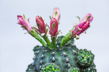 Cactus plants are blossoming on a white background.