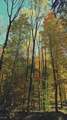 Herbstwald im Spessart