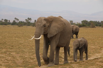 Fototapeta na wymiar Mother and Baby elephant